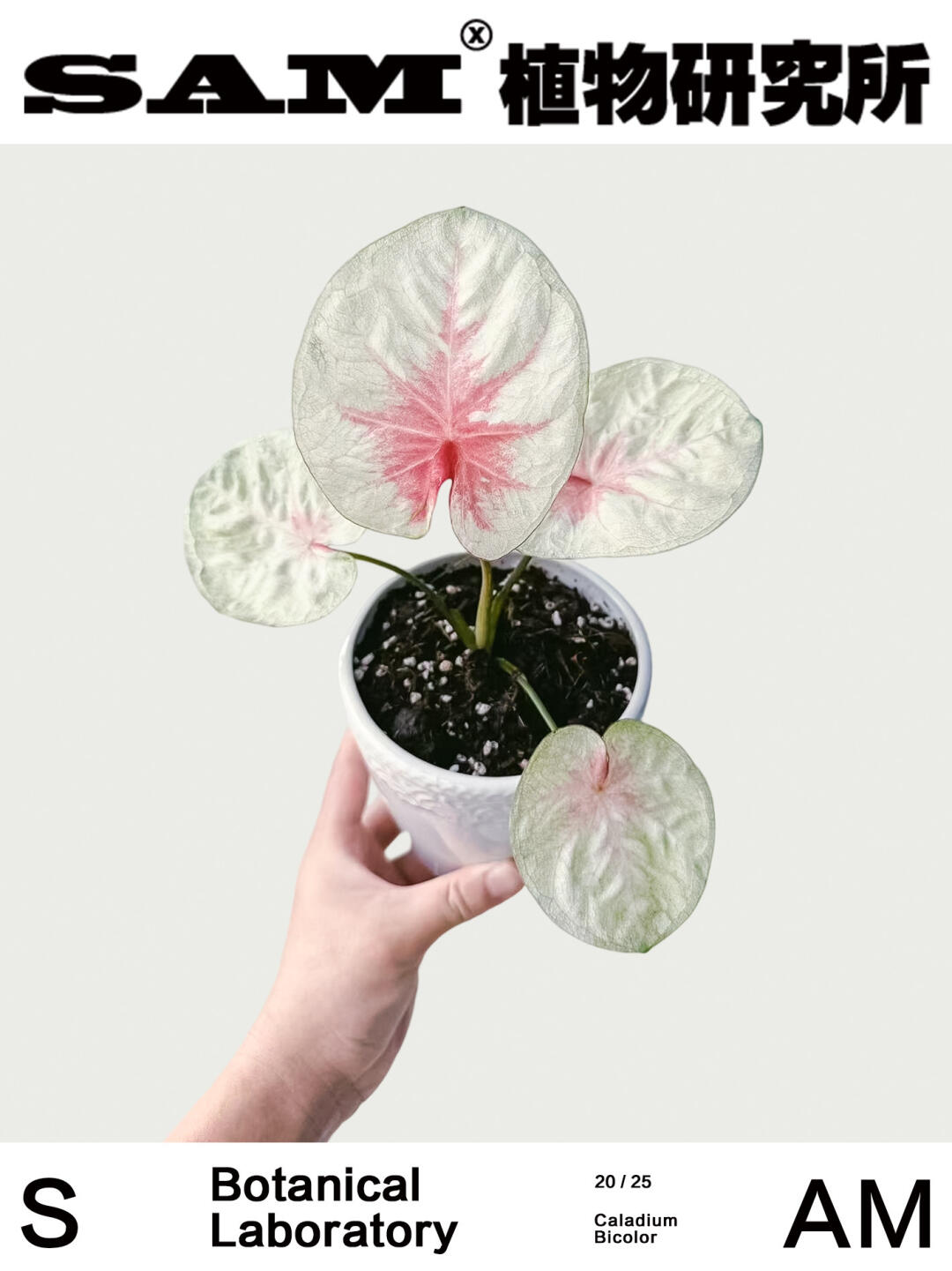 女王之心｜Caladium Bicolor Ait.Vent