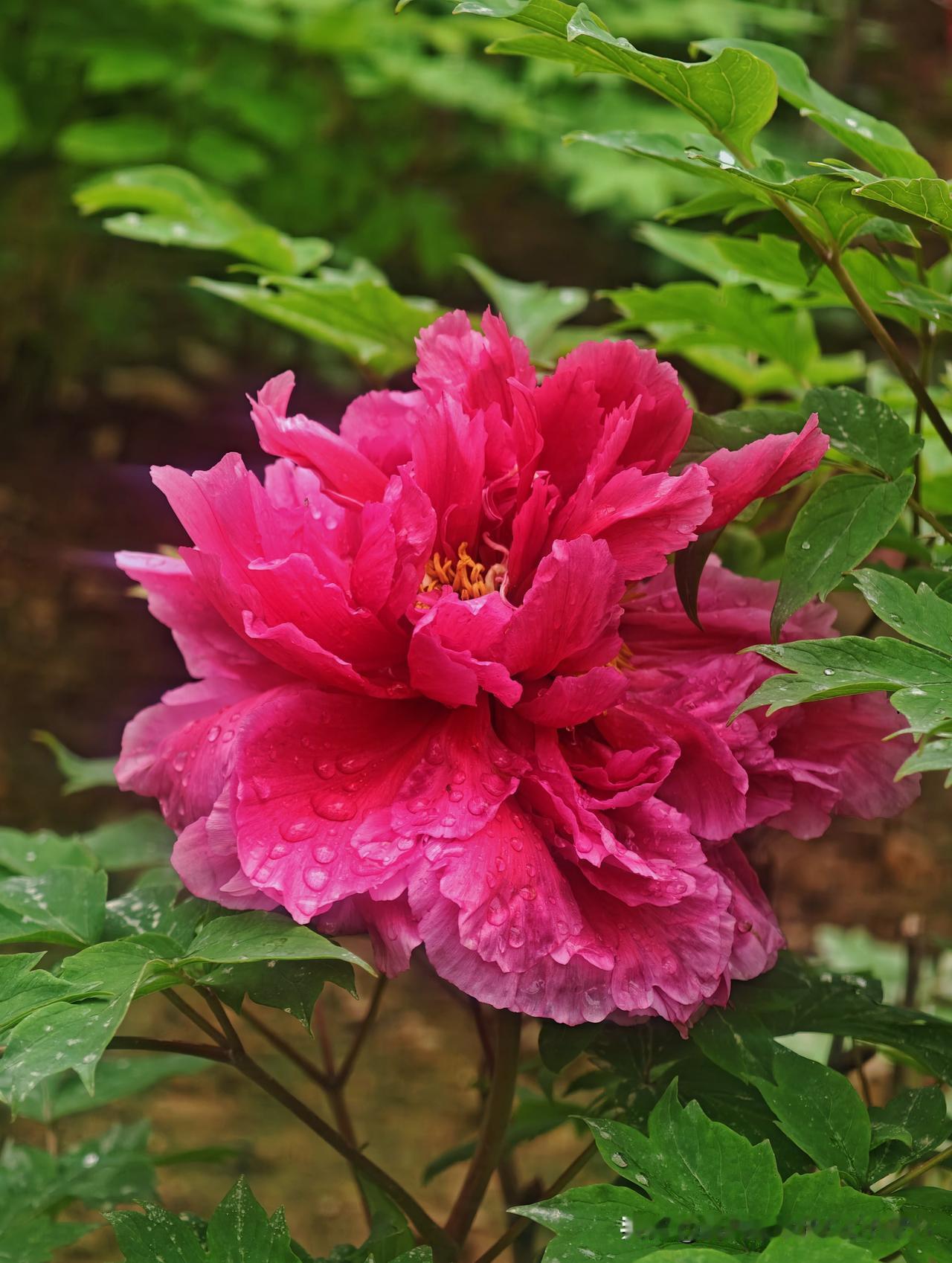 分享一张你拍的花，什么花都行国色天香
