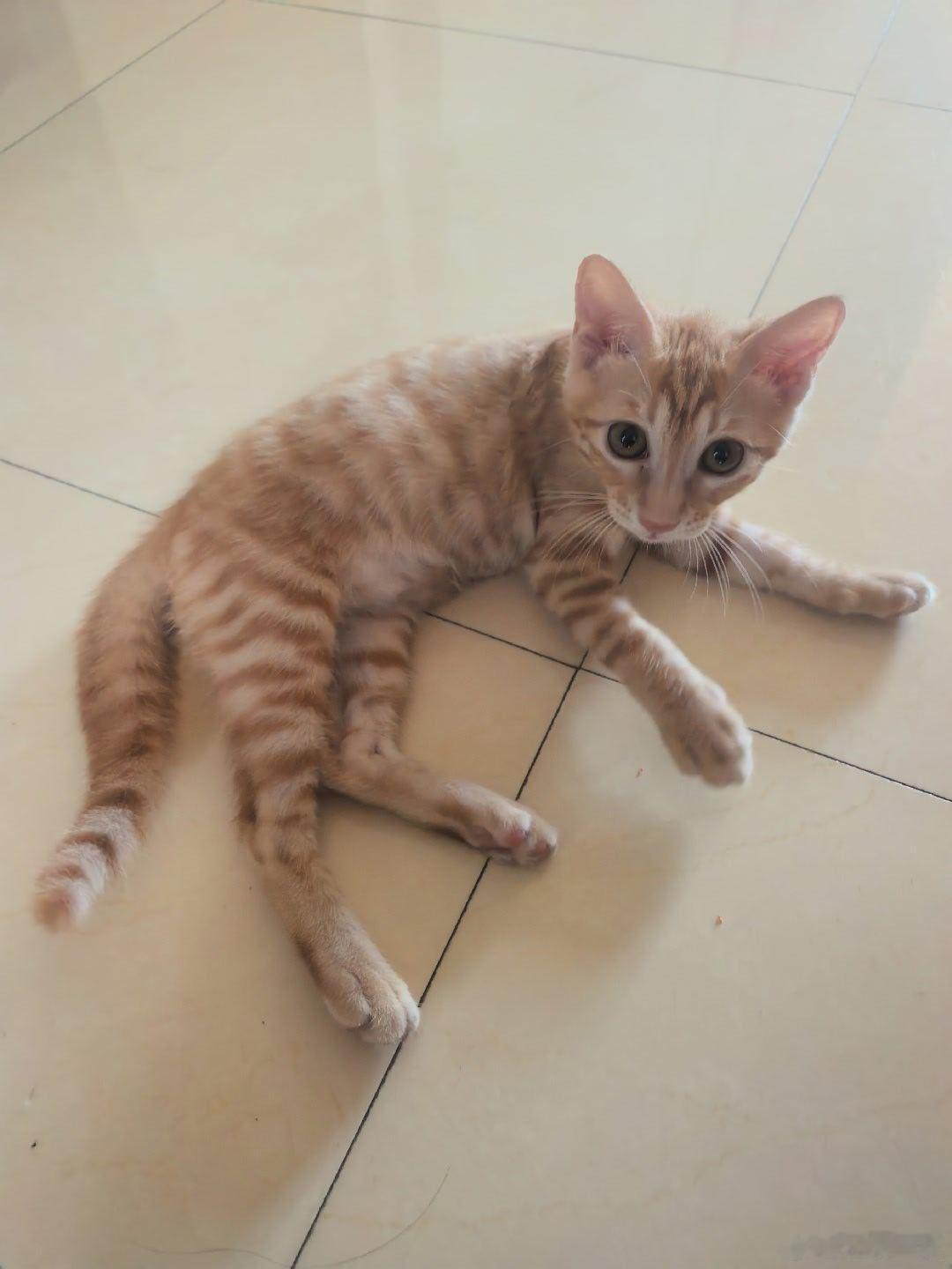 养猫后，我爸见过猫崽两次，并且放话说他不会碰我的猫崽一下。结果昨晚，借着来找我妈