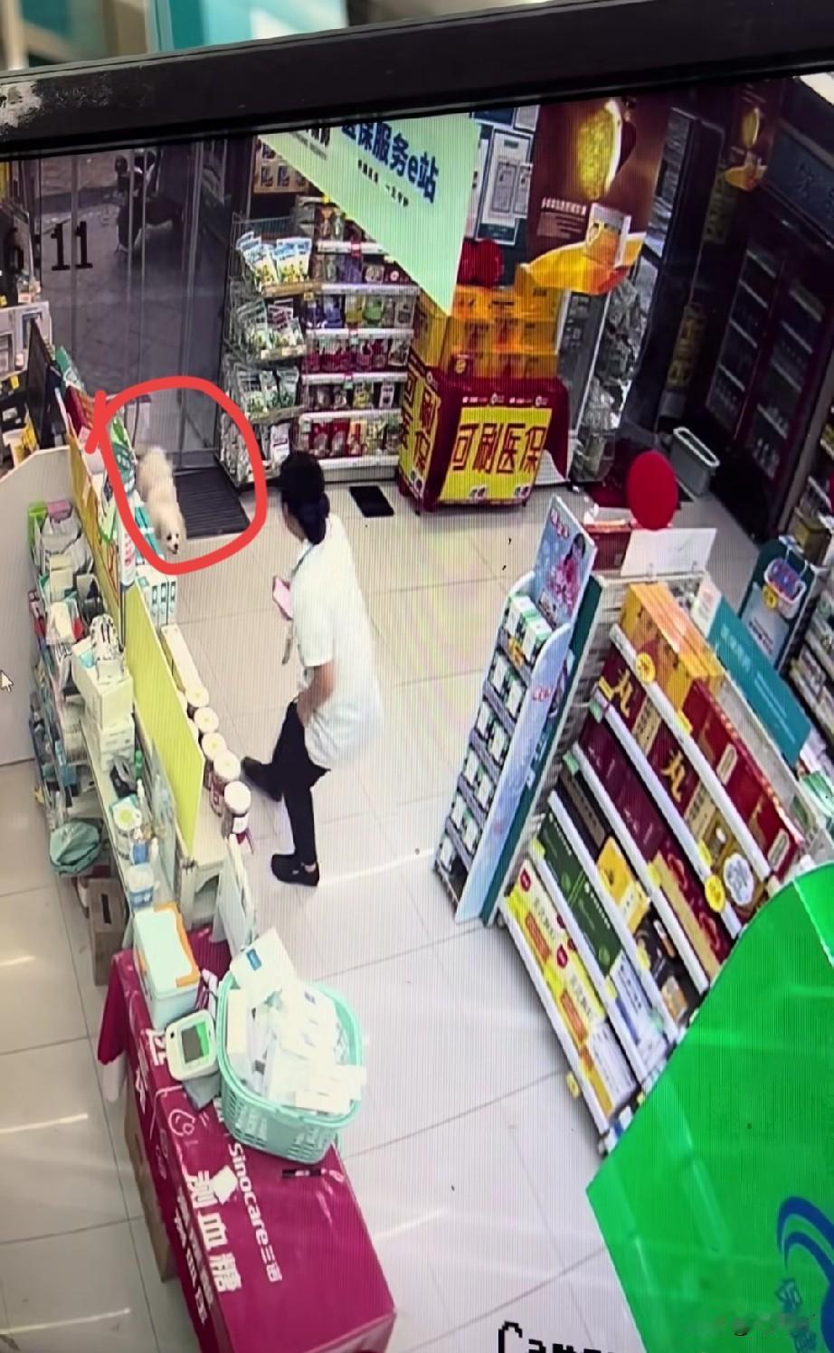 老太遛狗不拴绳，导致狗闯进药店吓到售货员，最终连歉都没道就抱起狗扬长而去了！
