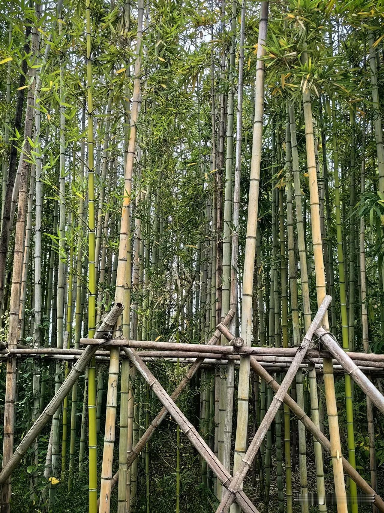 第一次看到成排成行的竹林
原本它们全靠自家兄弟（竹杆）互相支撑[大笑][大笑]，