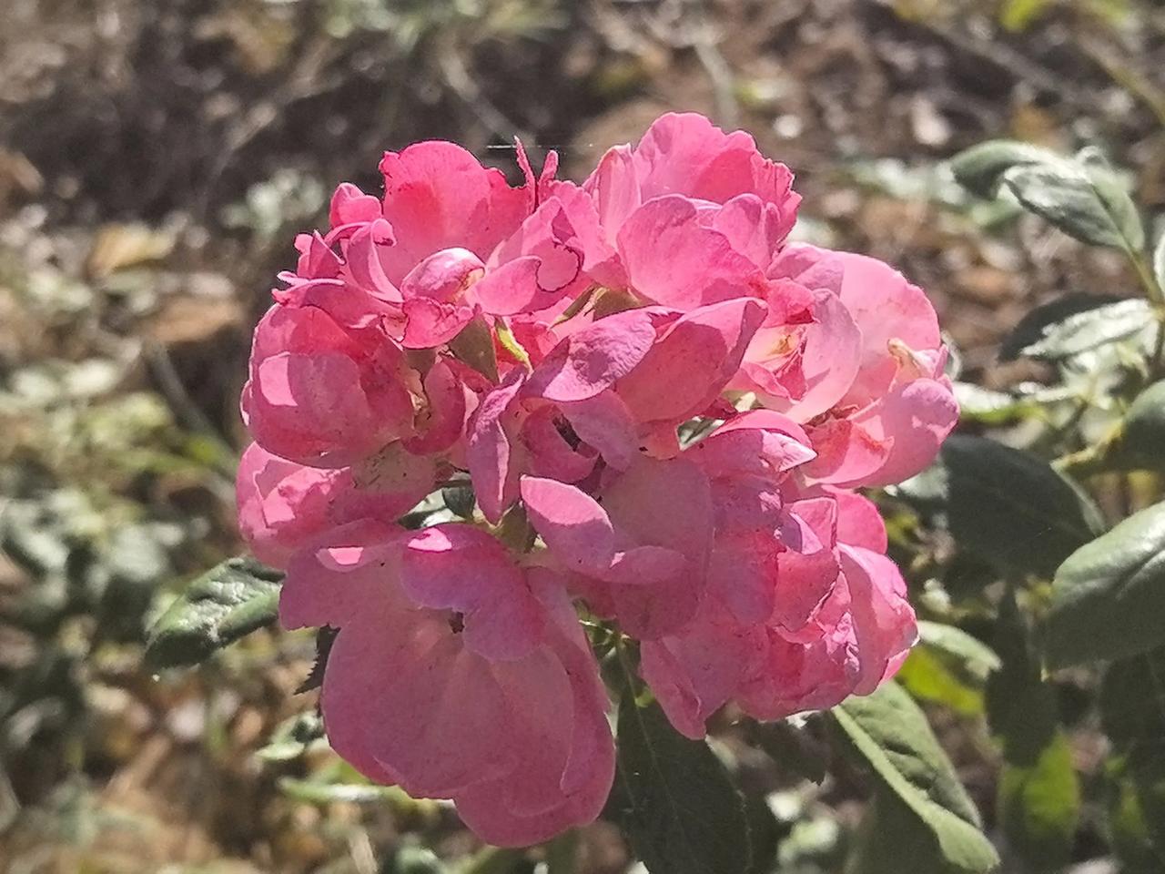 假期第二天

今天小叔子带着婆婆去医院复查声带息肉，顺便在市区住两天，我和老公吃