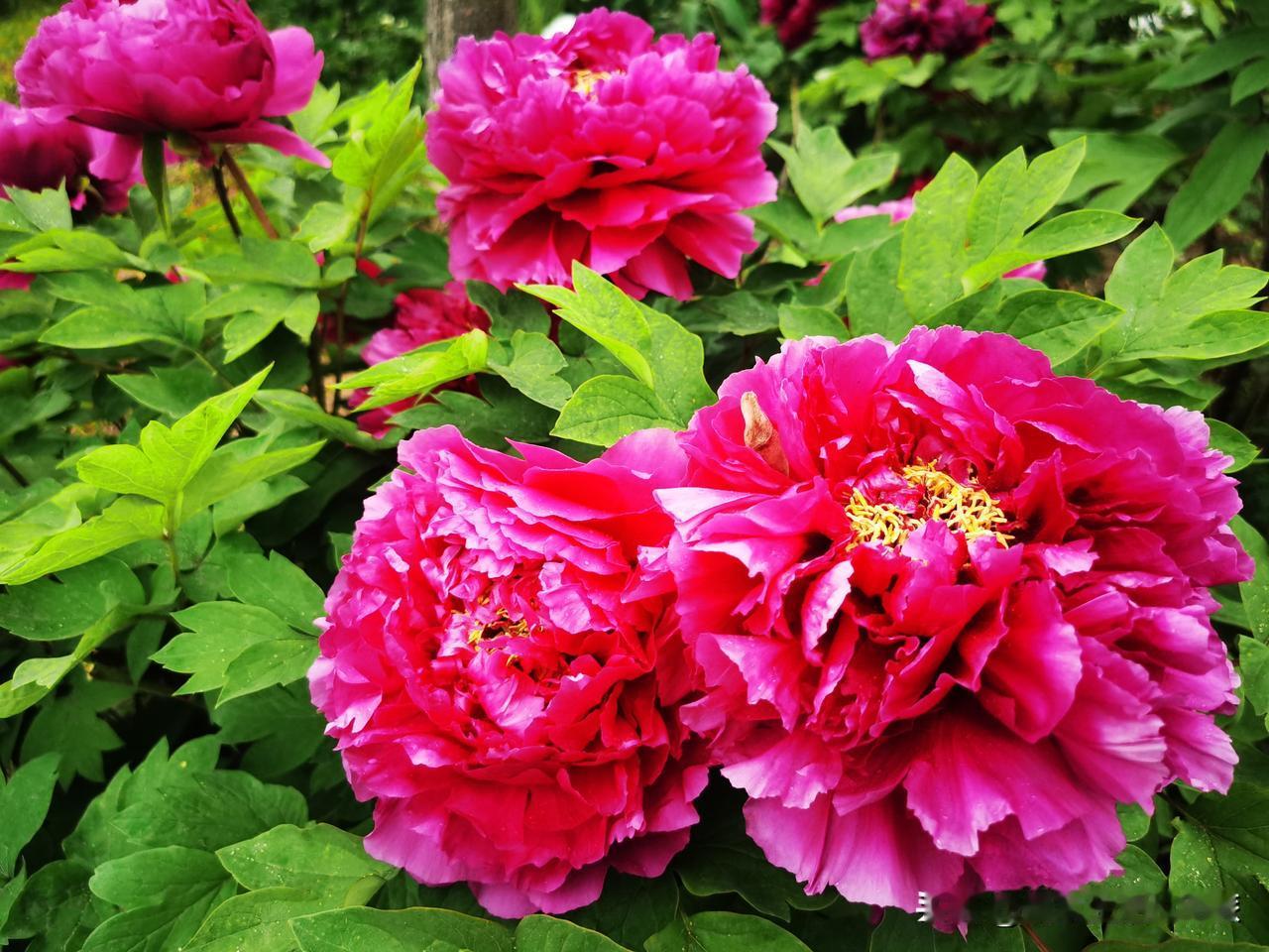 人这一生，
信口开河也好，浮想联翩也罢，
想法最后常败给现实，
这是人生常态，并