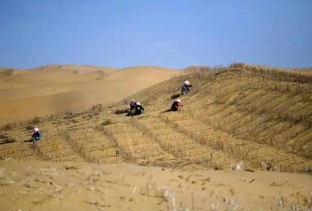 中国成首个消灭沙漠国家，西方为何恐惧？曾经，这4.22万平方公里土地是被风沙肆虐