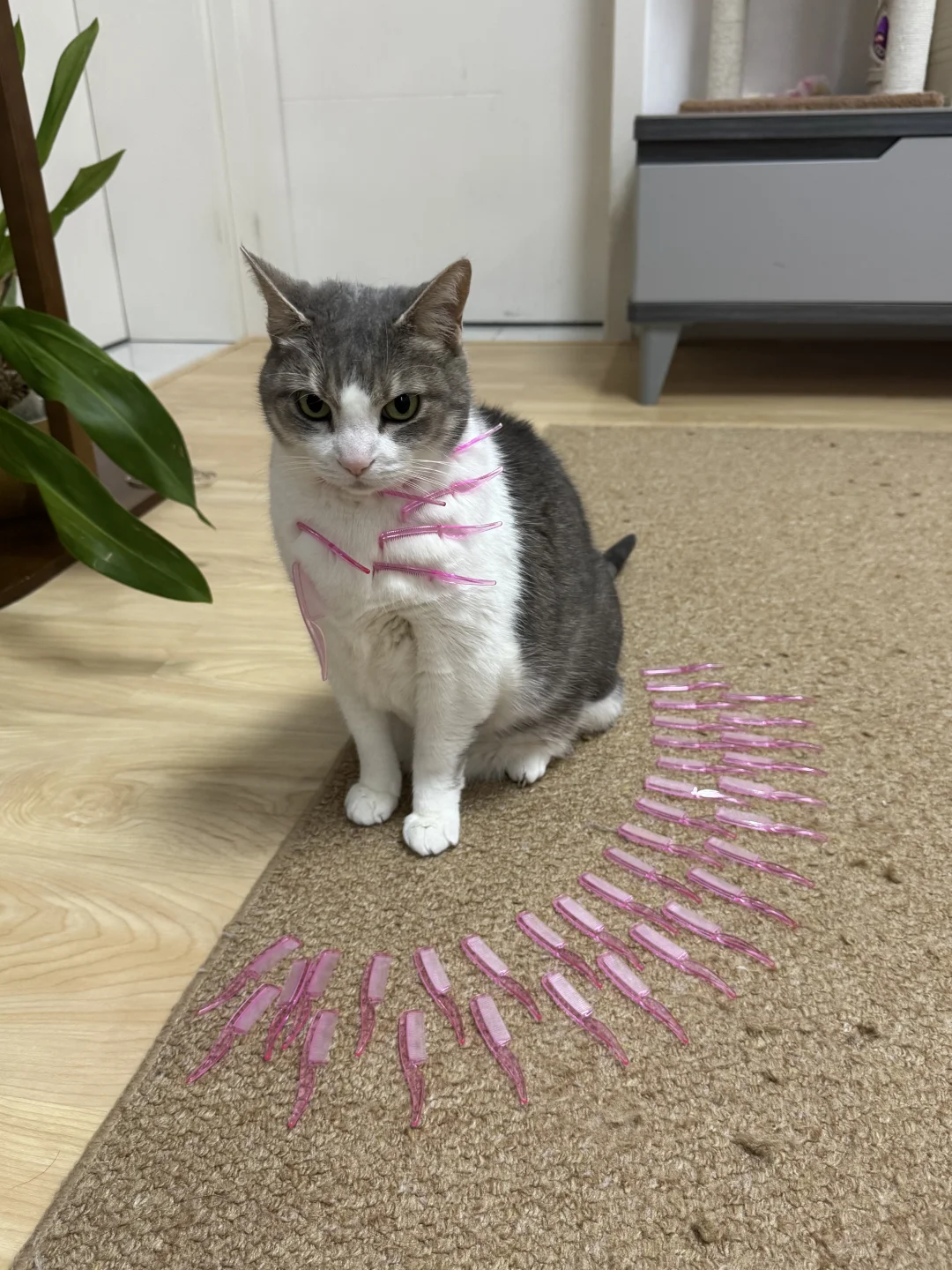 小猫，这里不让摆摊