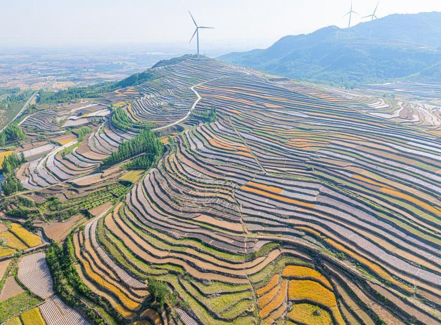 山东五莲的梯田好美[大笑]


        日照五莲的梯田是大地的艺术杰作，