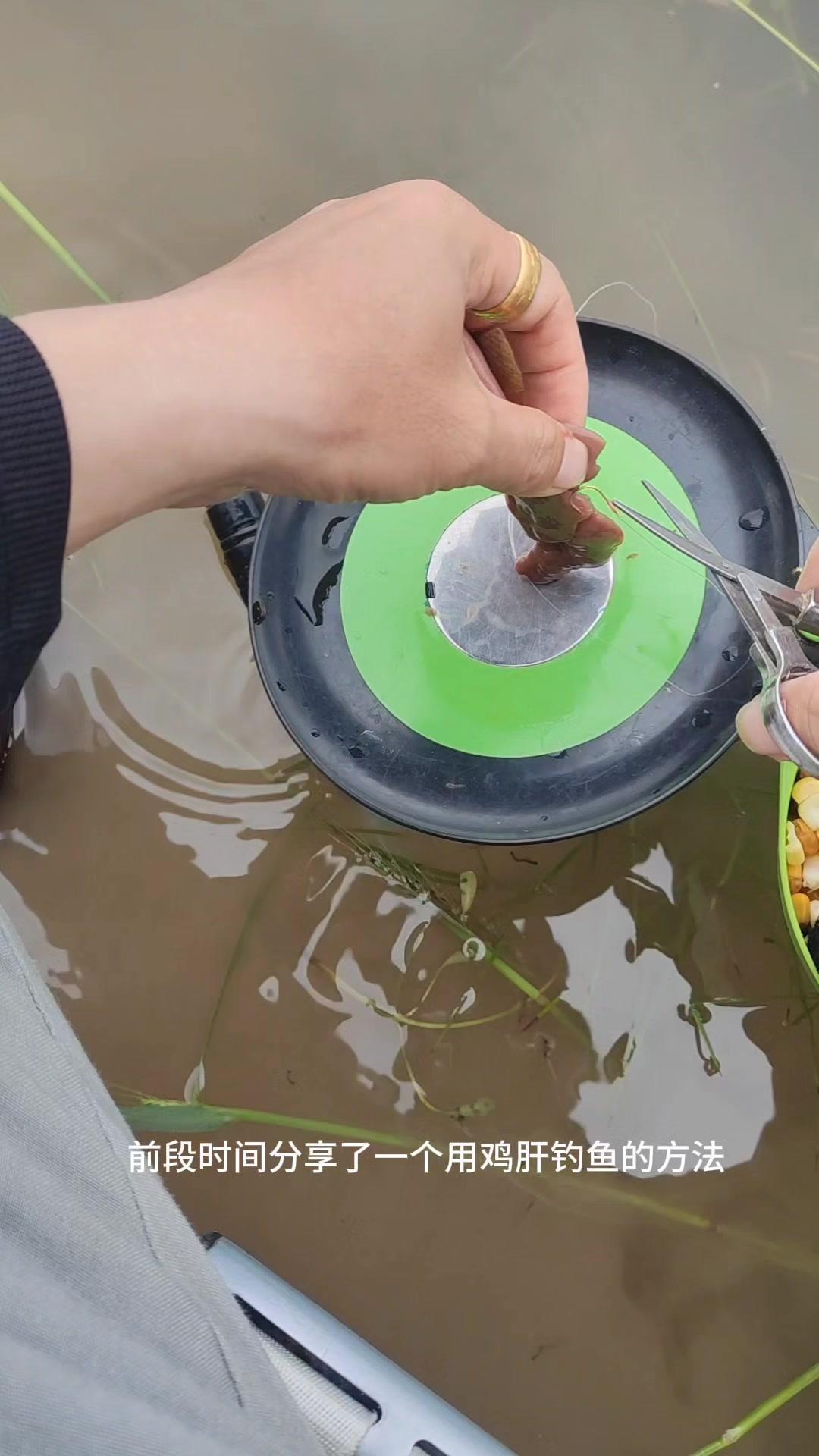 🍗自制鸡肝粉，腥到鱼疯狂开口，比买的还好用！

前段时间分享了鸡肝钓鱼的方法，