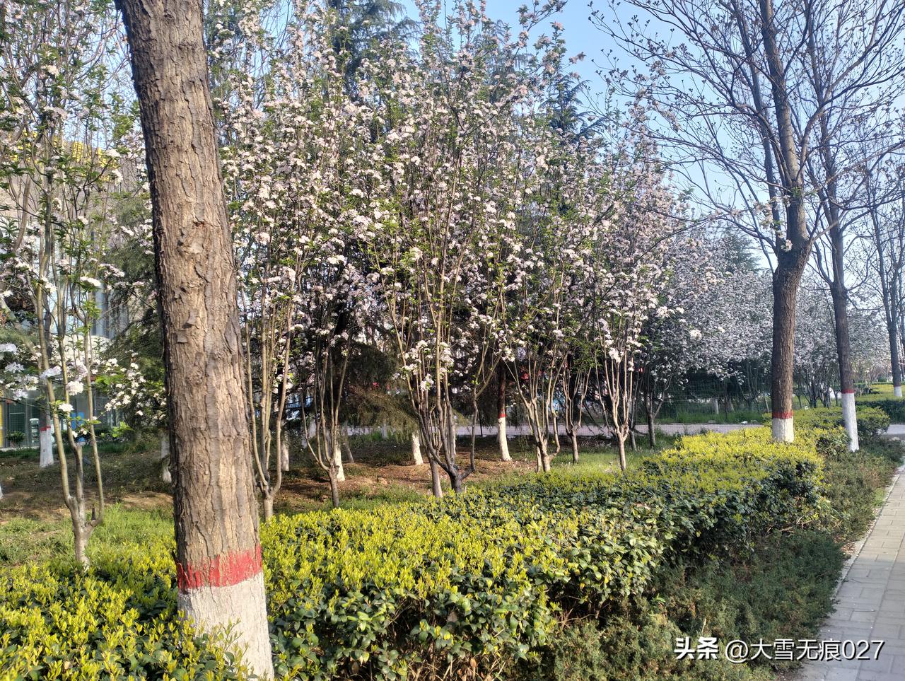 周日早起，撞见了这一树繁花！
 
难得周日不用赶早班，索性起了个大早，出门遛弯。