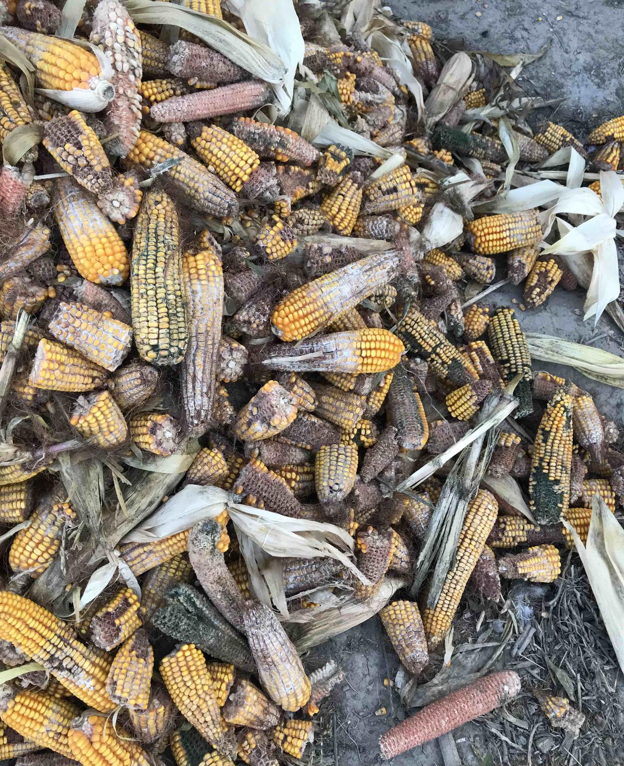 我一直被一件事情所困惑，

现在真心求助条友。

今年我选中一款最新审定，中抗穗