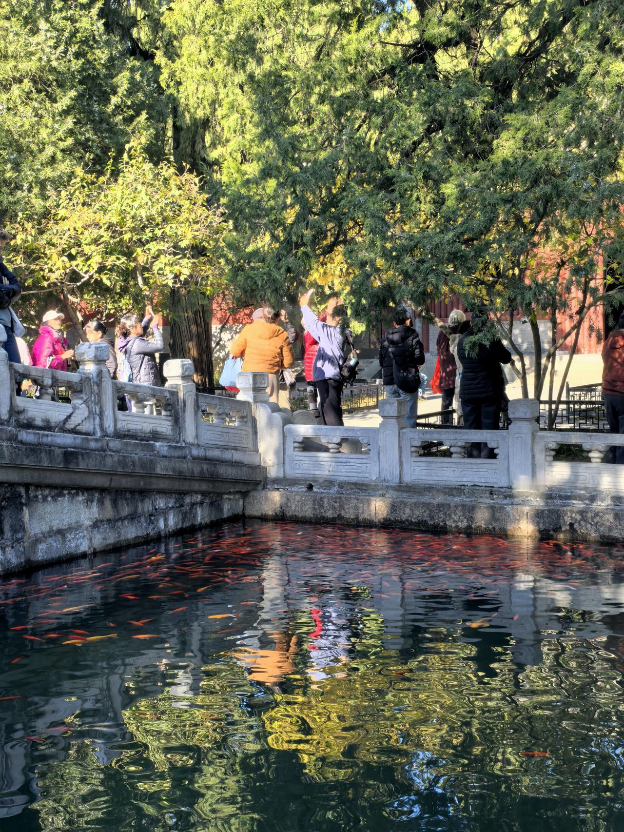 秋景美景随手拍。香山公园卧佛寺里的锦鲤和蜡梅