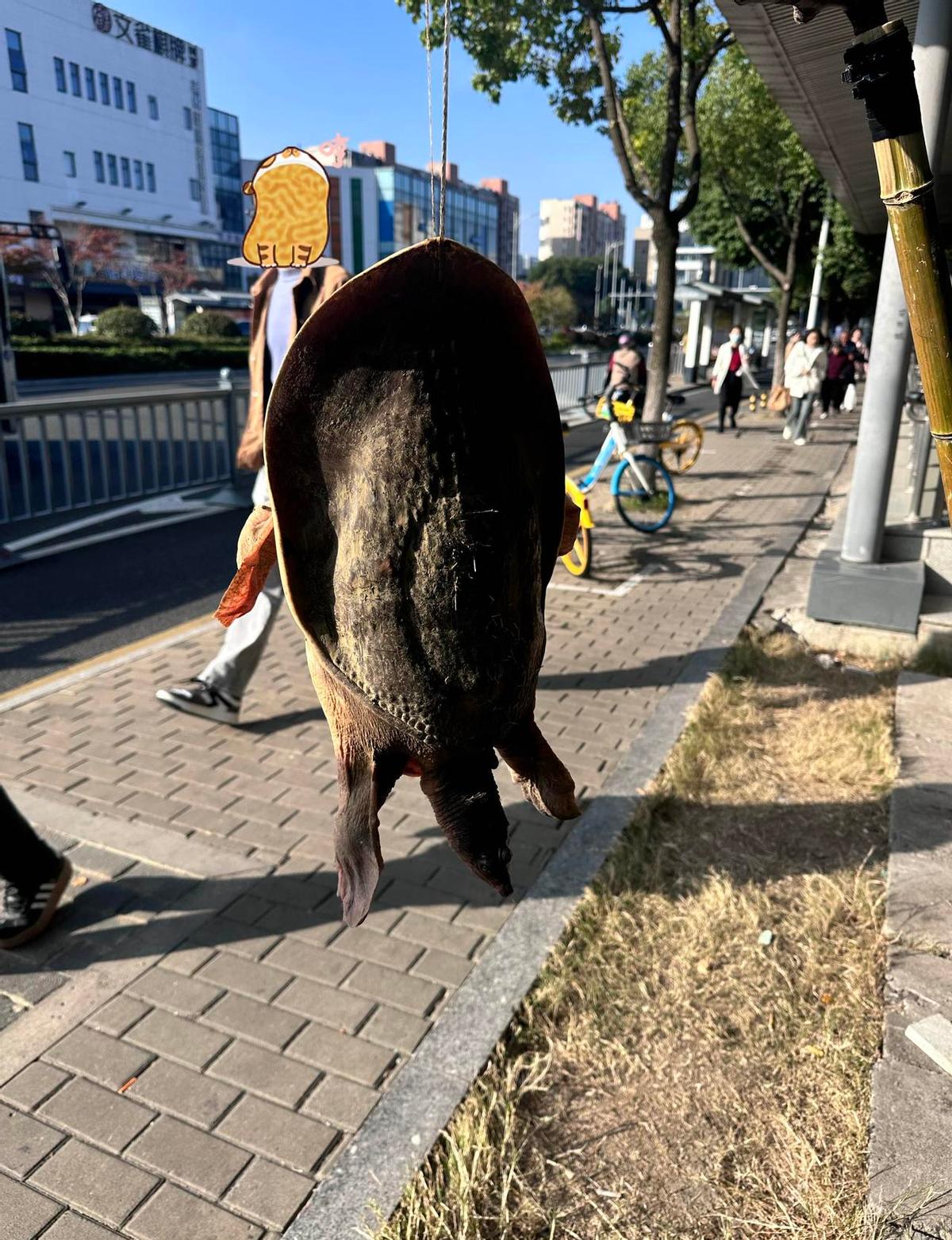 路边卖“野生甲鱼”的，真当人傻？
甲鱼早就不野生了，你摊上那口锅，怕是连检疫章都