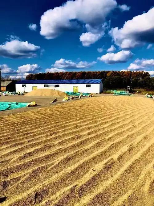 粮仓满，人心才能安！！

民以食为天，坚决服从国家的一切决定。这句话今天听起来，