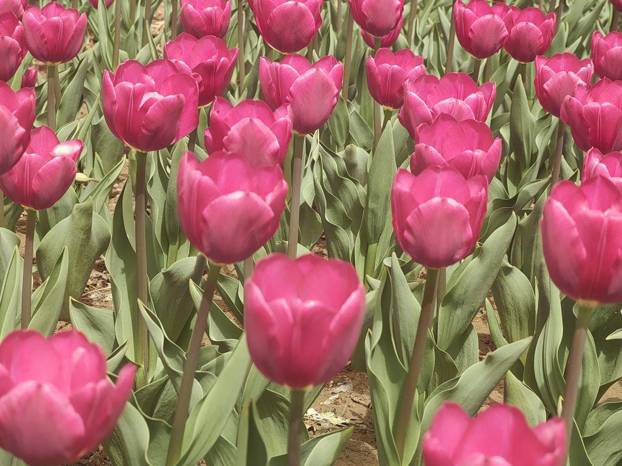 4月初去了银川北塔寺公园，郁金香开得那叫一个绚烂！银川春日赏花从三月上旬持续到四