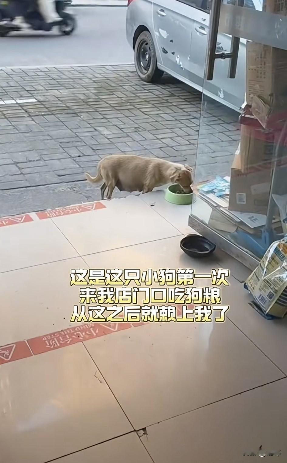 一位小姐姐开了一家超市，这天她看到一只怀孕的狗妈妈来到她家超市门口，而自己也养狗