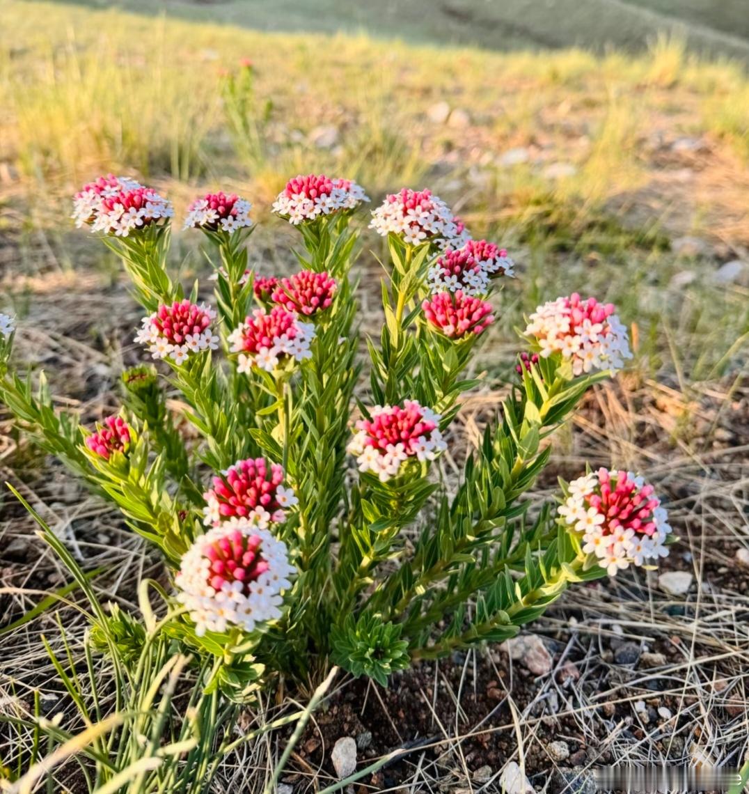 ～365植物心语～ 🌿✨📅 0️⃣6️⃣月2️⃣6️⃣日今日植物：狼毒花（闷