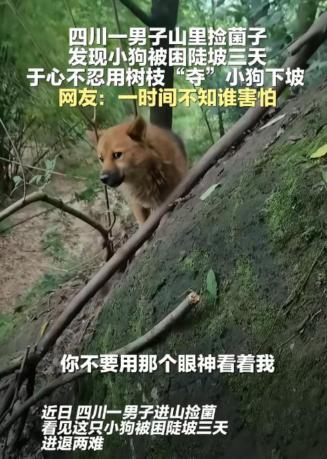 四川一名男子进山采菌子时，连续三次在同一处陡峭山腰发现一只被困黄狗。看到狗狗越来