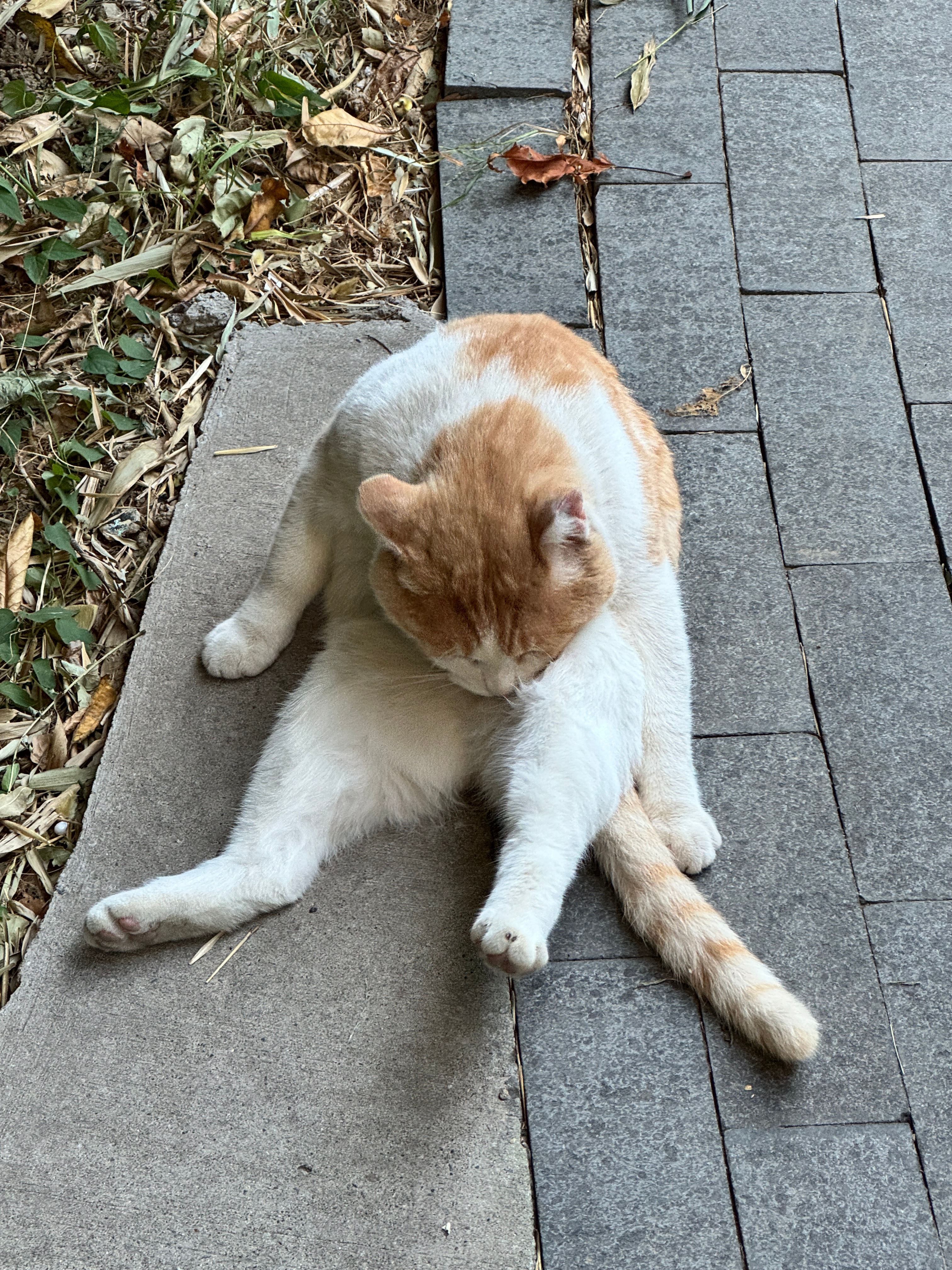小猫洗澡[送花花] ​​​