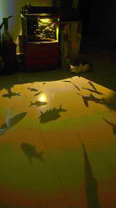 今日份快乐源泉：被鱼影子耍得团团转的小猫咪！
 
鱼缸灯光一照，地面全是游来游去
