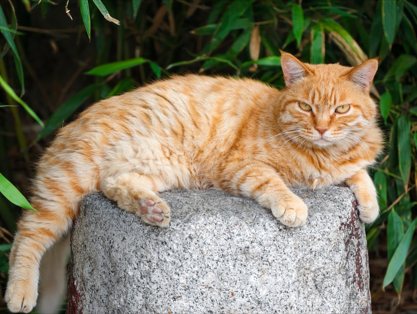 这个世界不能没有猫猫