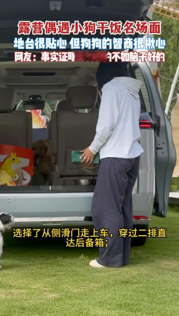 杭州的狗子精神状态有点说法杭州露营地里金毛智商上大分谁懂啊！杭州露营地的金毛成精