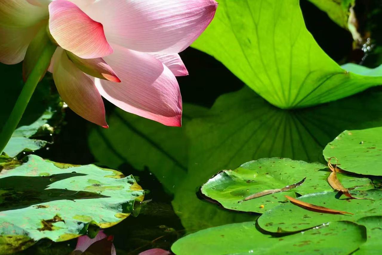 （原创）
蜂恋荷……