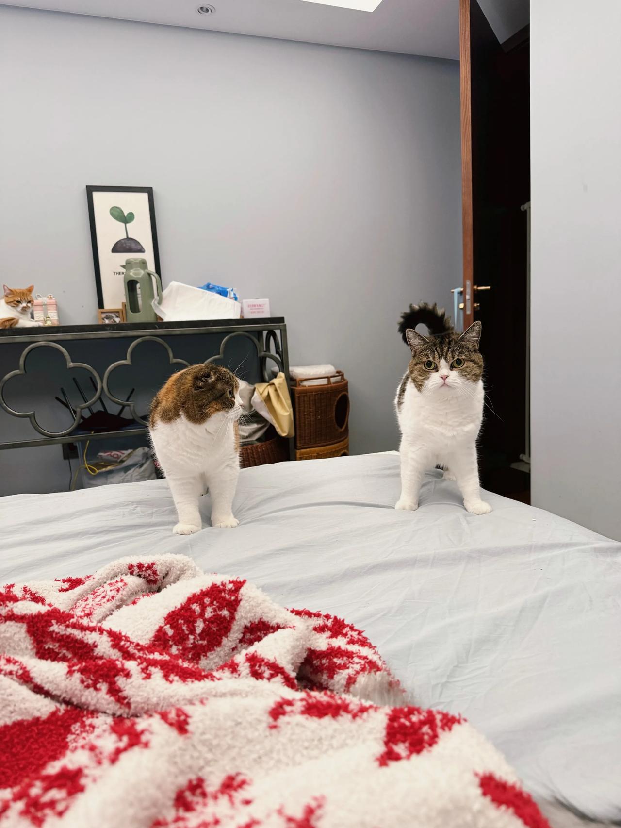 霸道小猫把大猫撵下床，自己还气到不行！#猫咪# #萌宠#