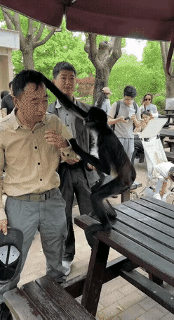 这是什么猴？瓜兮兮的…