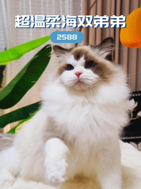 甜美系跟屁虫海双布偶弟弟来袭
