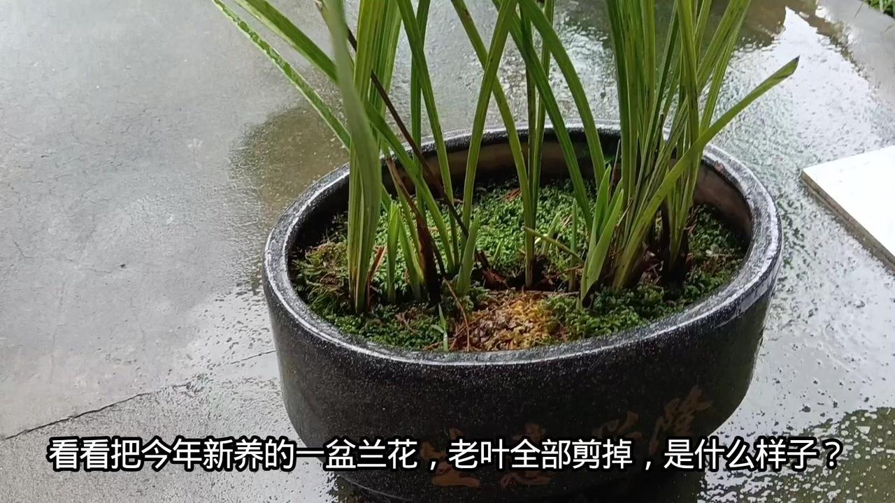 🌿剪叶后的兰花竟冒出10个新芽！太惊喜了
今年新养的兰花，我把老叶全部修剪掉，
