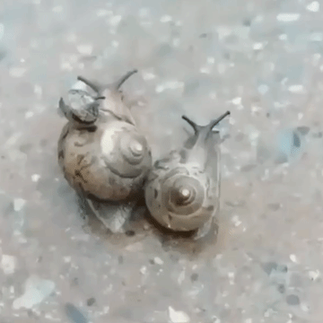 那我的设定呢，是比较调皮的那种