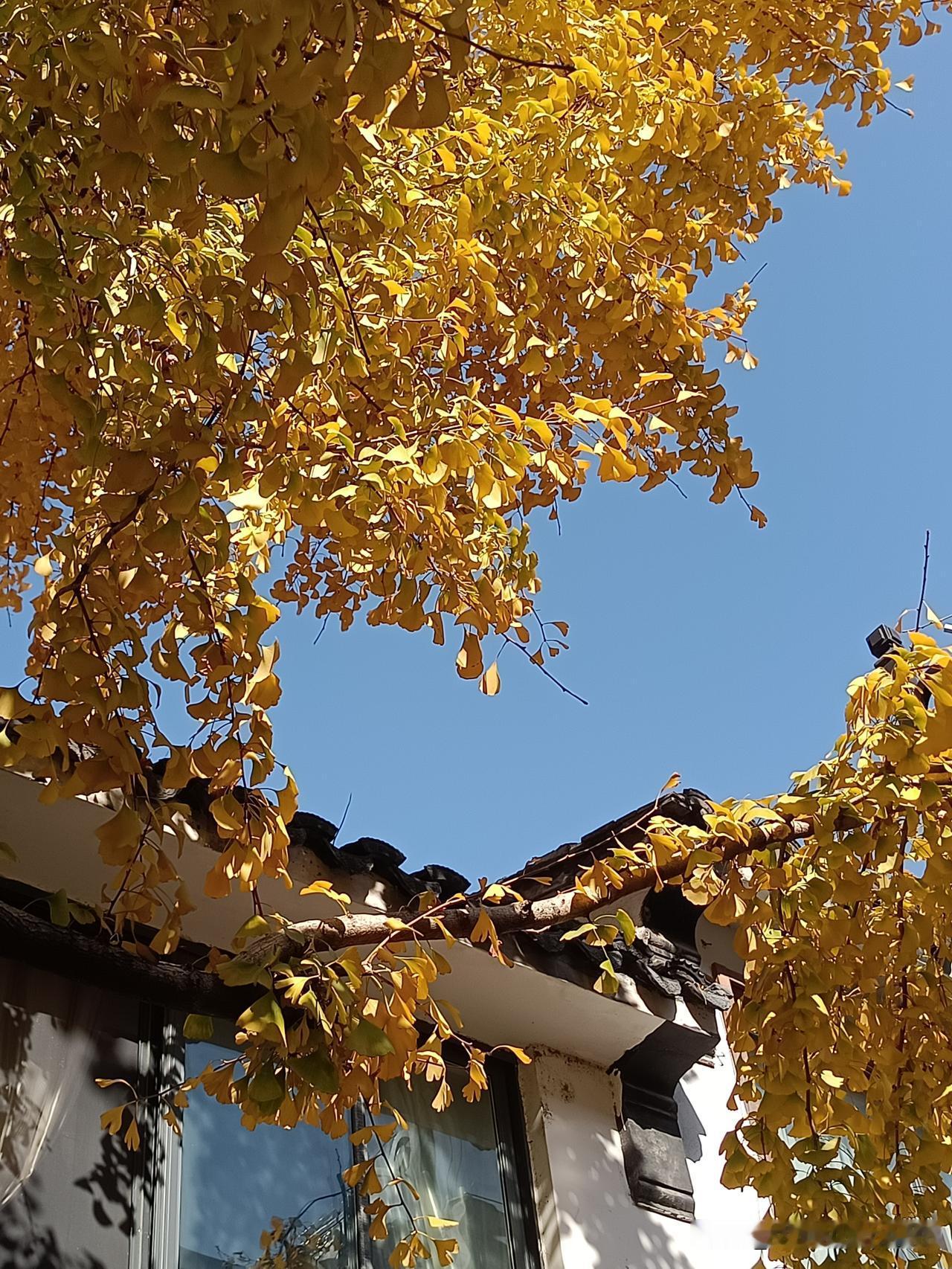 我理想的退休生活嘛，得有三样：有事做，有人爱，有期待。
退休得找点乐子——养花钓