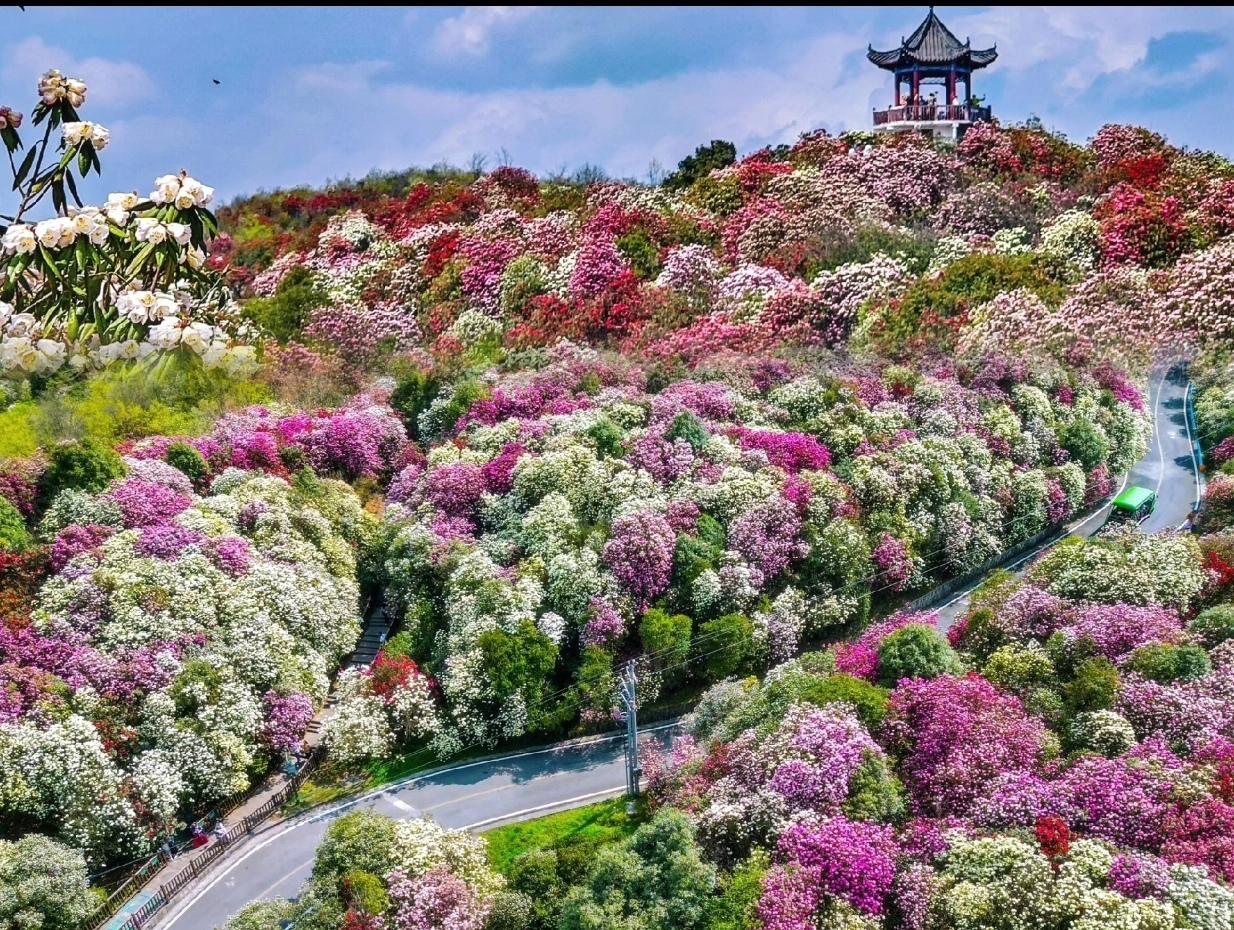 〔贵州毕节百里杜鹃〕
       毕节百里杜鹃，不愧是“地球彩带、世界花园” 