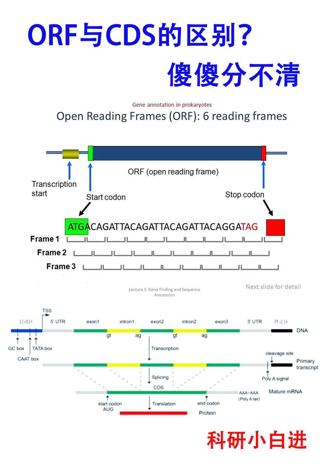 🔥ORF与CDS的区别？傻傻分不清