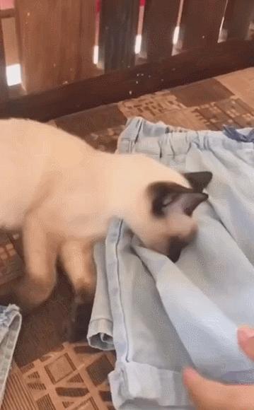 #分享一张你家猫咪睡觉的可爱照片#
#猫图怪盗#
哈哈哈，睡得失去意识。
这只重