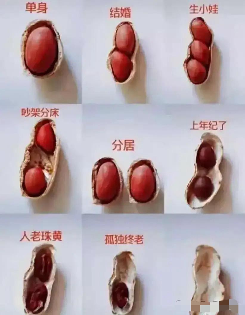 家人们谁懂啊！这花生简直是我们的人生的「具象化写照」！单身时像颗完整的花生仁，倍
