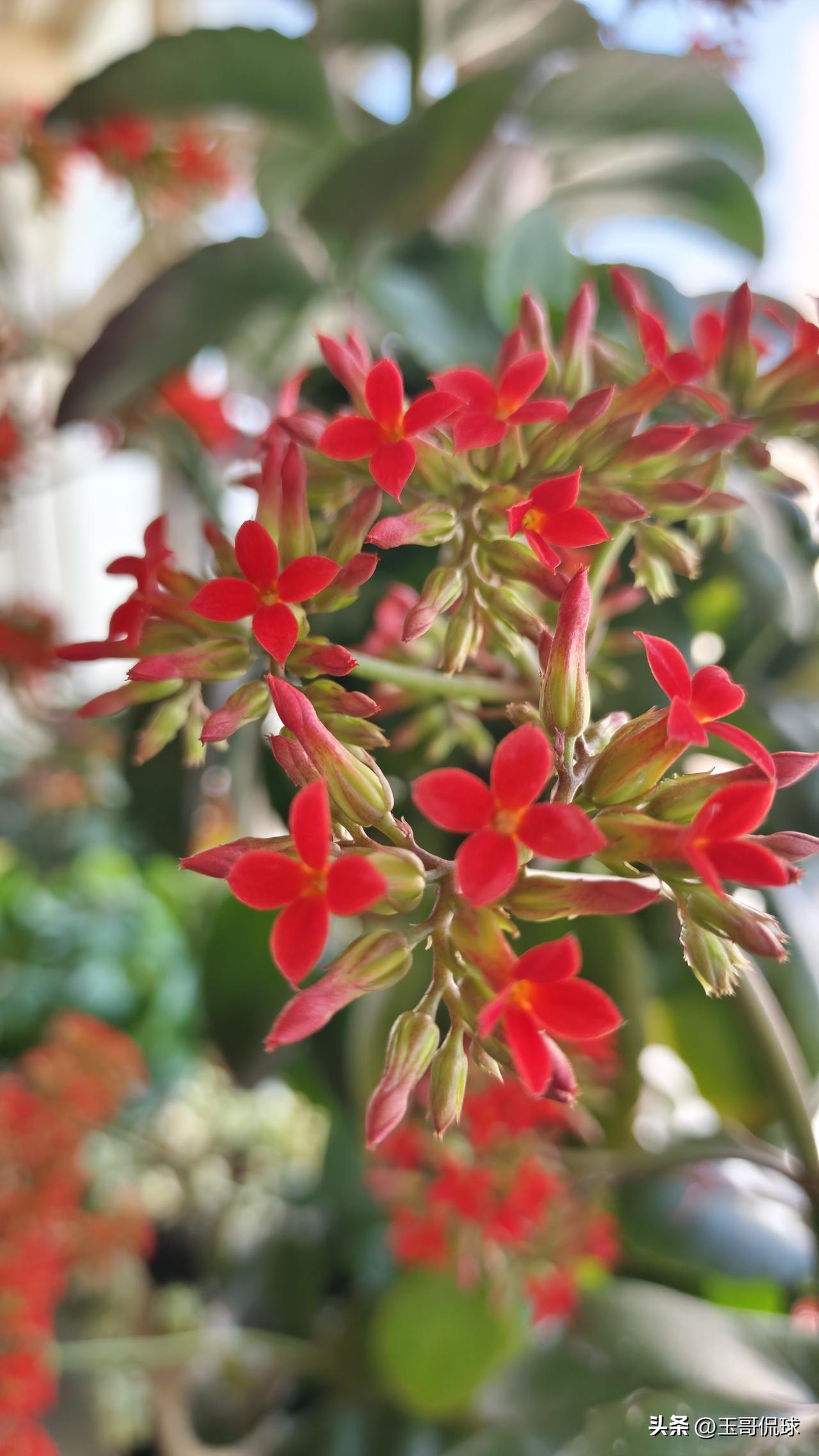 您养的花开花了吗？我养了很多年的长寿树，以前基本没怎么开过花，3月5日到现在陆续