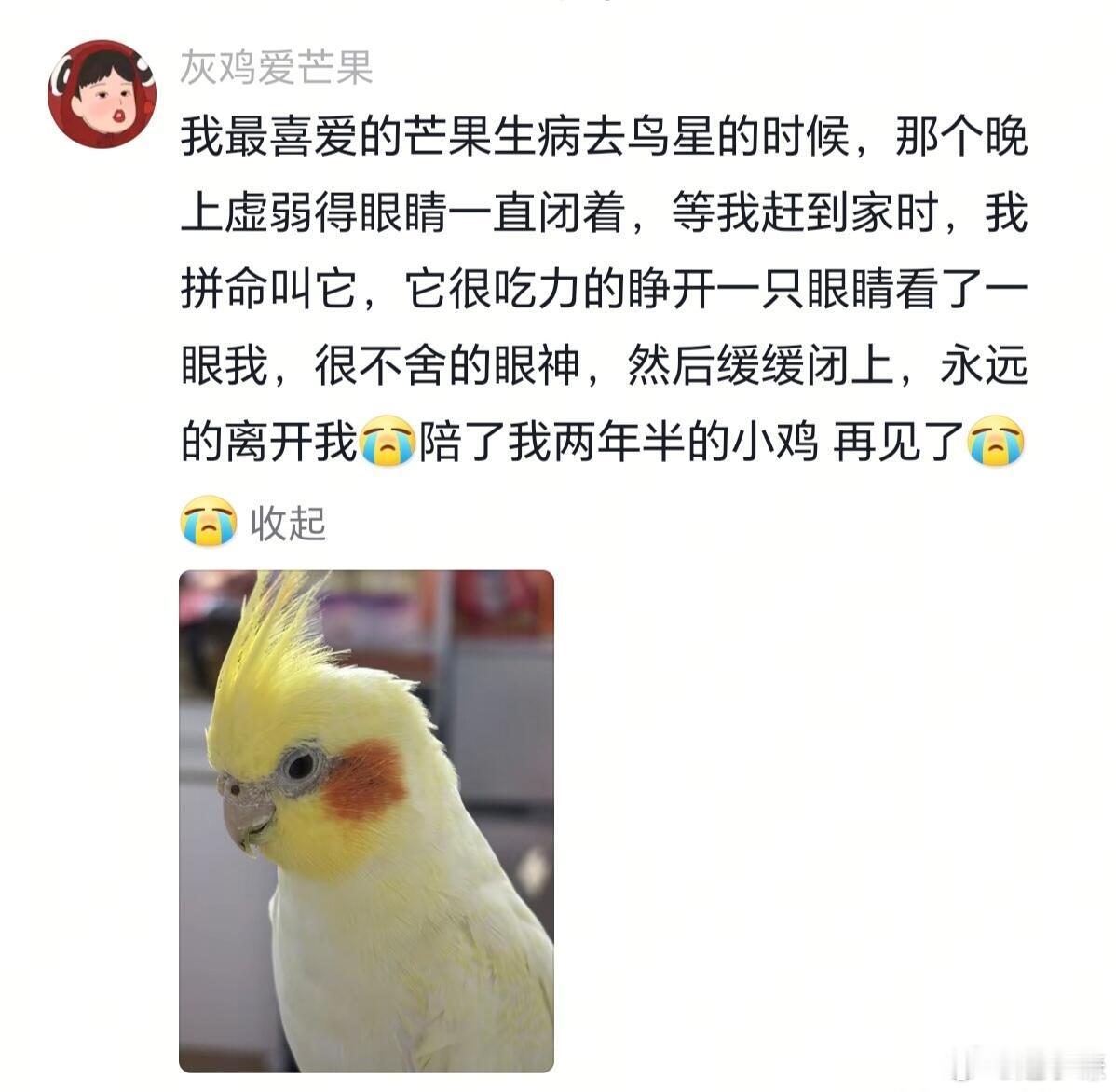 杀我别用鹦鹉刀！！！！原来，我们和自己的鸟宝都是相互治愈的 ​​​