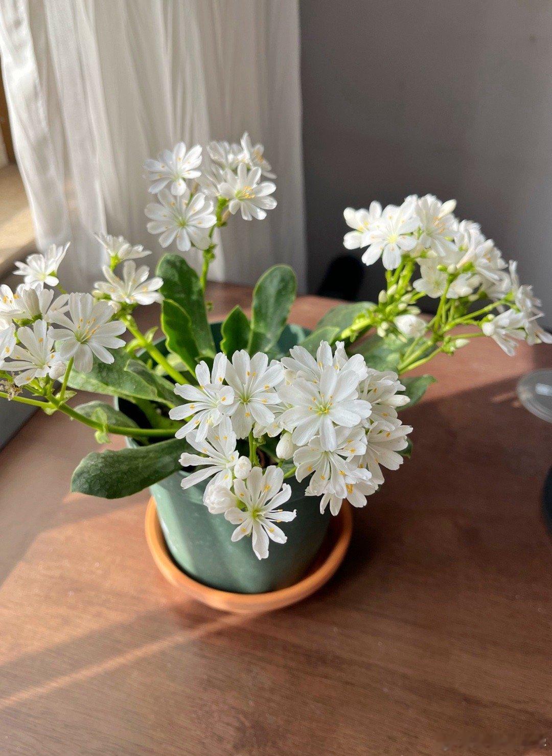 【露薇花】很适合跟我一起呆在空调屋里。 南京