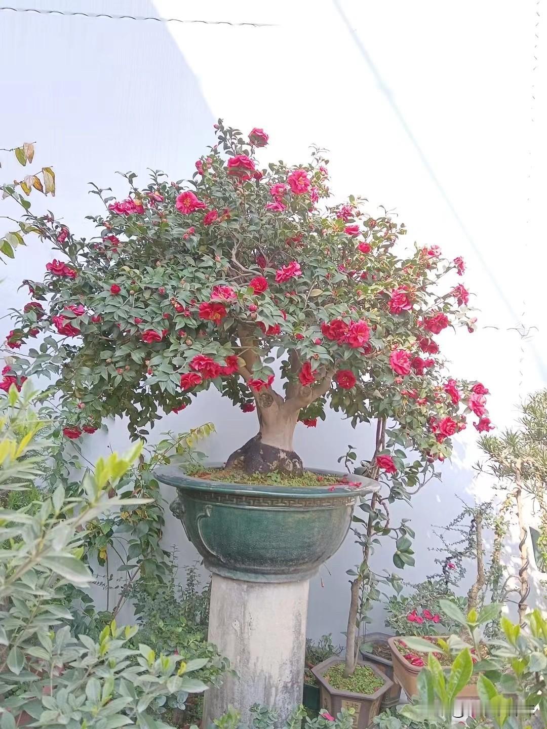 株型秀雅，枝干舒展，茶梅静绽清雅姿自然树形茶梅 盆景园茶梅