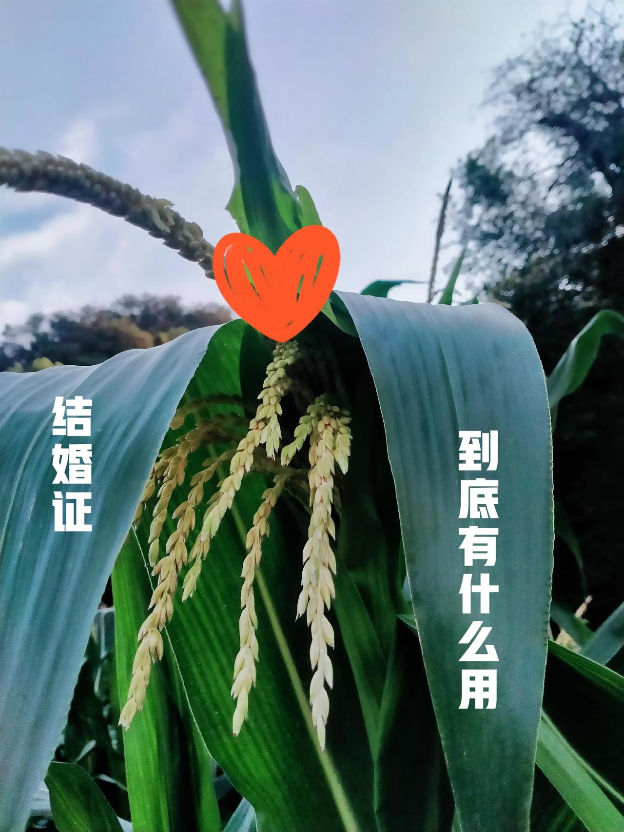 结婚证
到底有什么用
你们说

结婚结婚
一结一婚一纸
婚姻亦不过如此

若是真