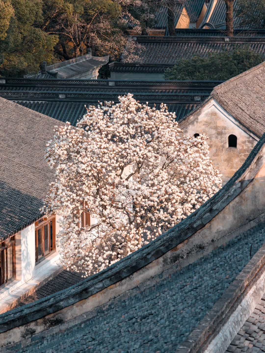 3.9实况‼️独属于阿育王寺的春和景明