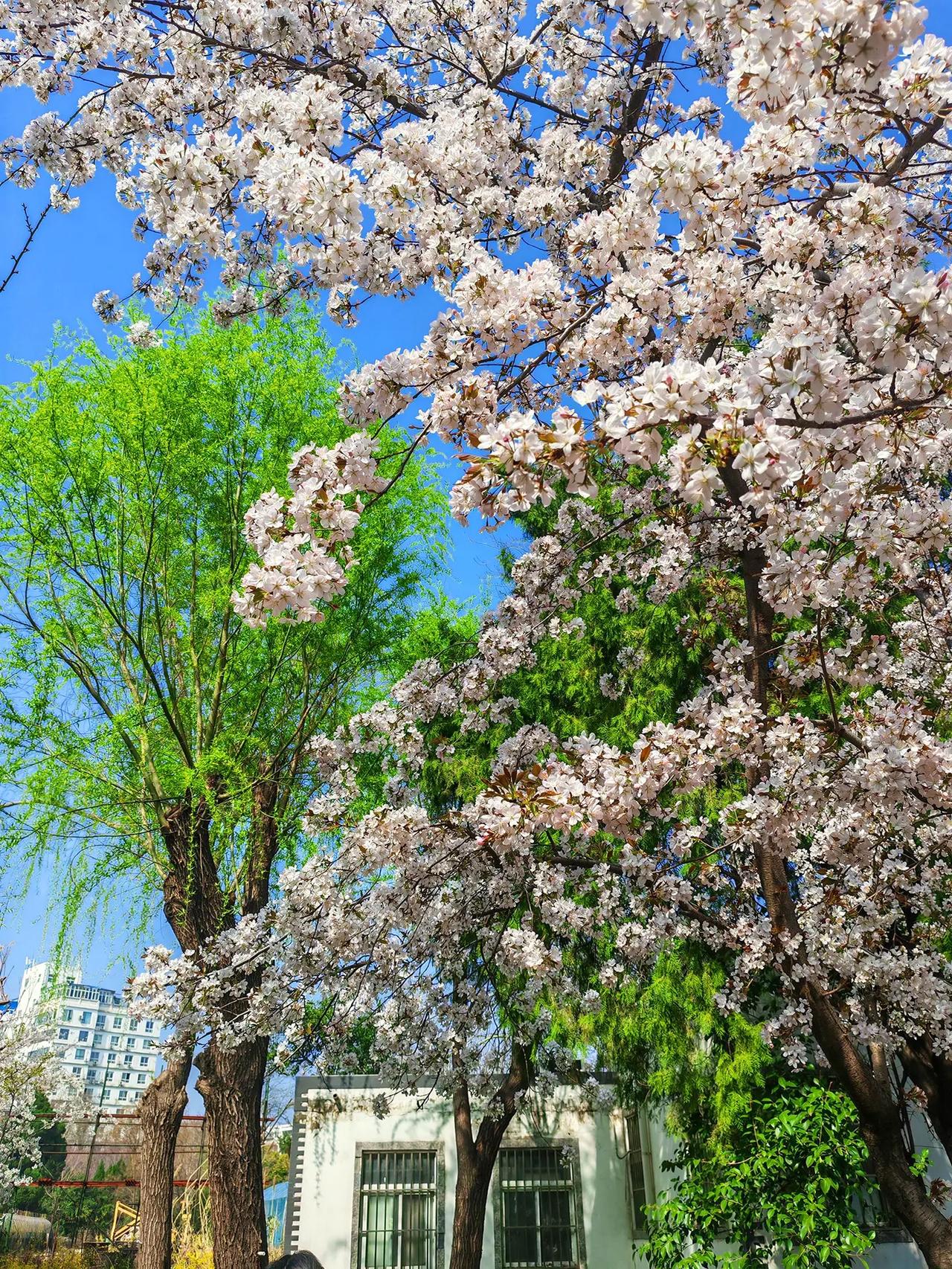 我用摄影看世界 抖出你的家乡美景  白樱满树 绽放的樱花树 我拍到的绝美樱花