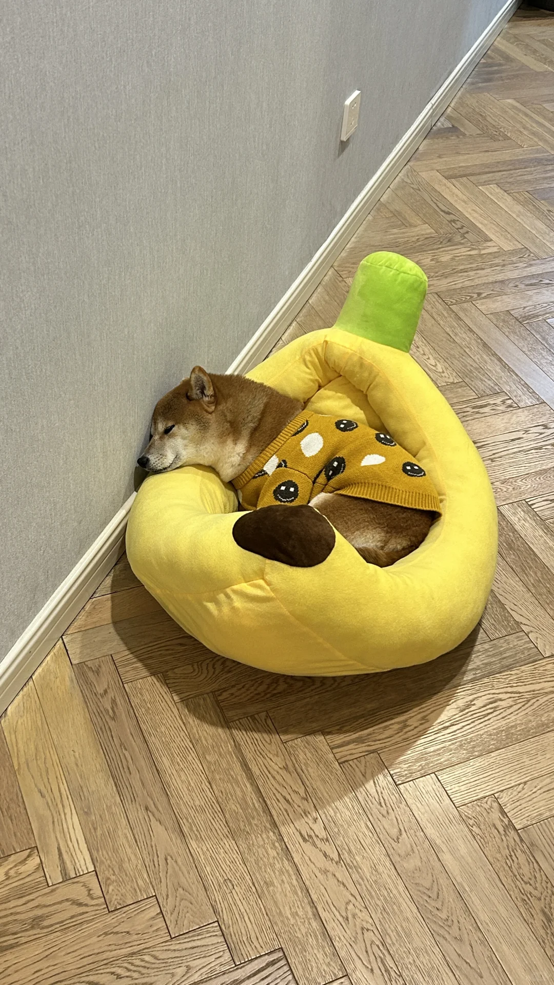 小狗勾生病了可怜巴巴