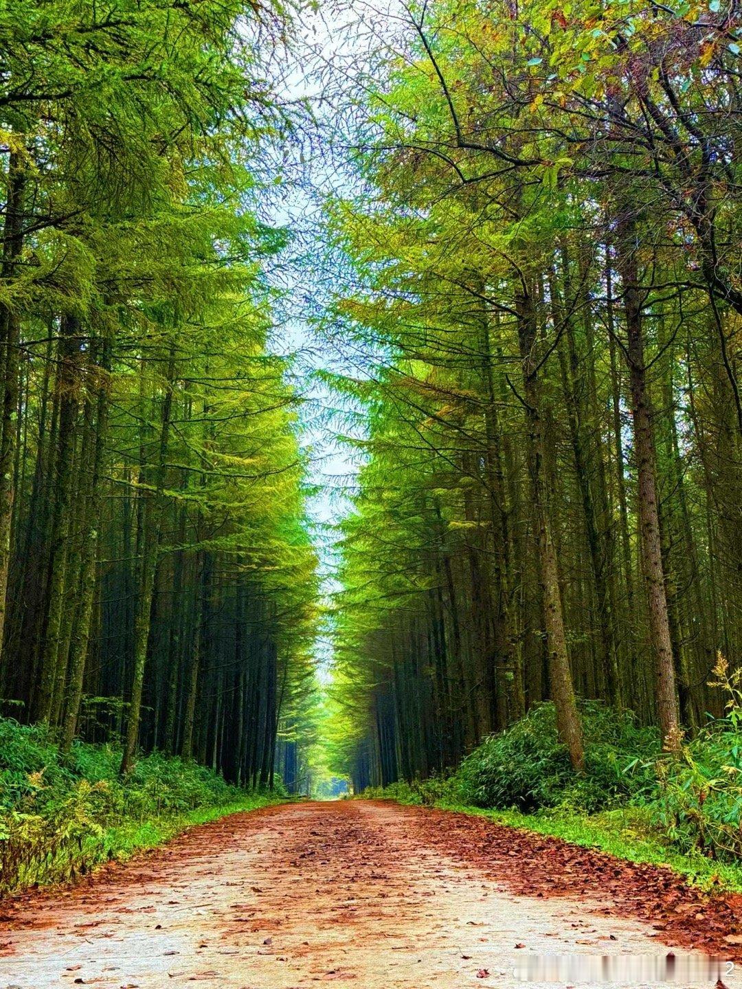 秋叶🍂飘落，聆听秋天的故事，这风景不错吧！ ​​​