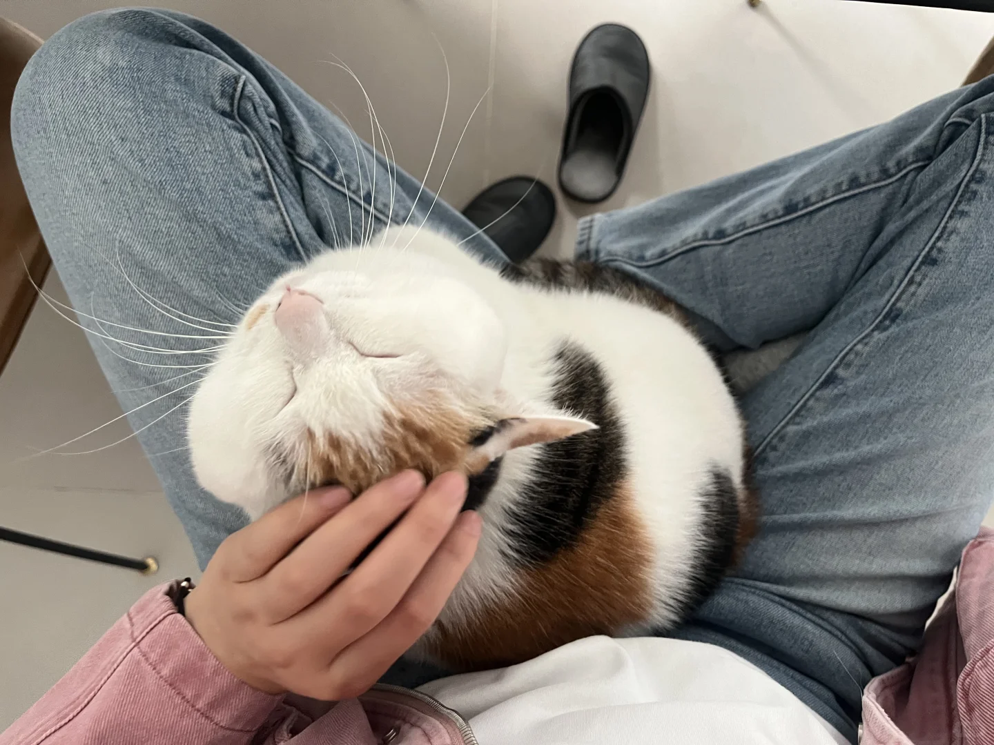 又到了腿上长猫的季节