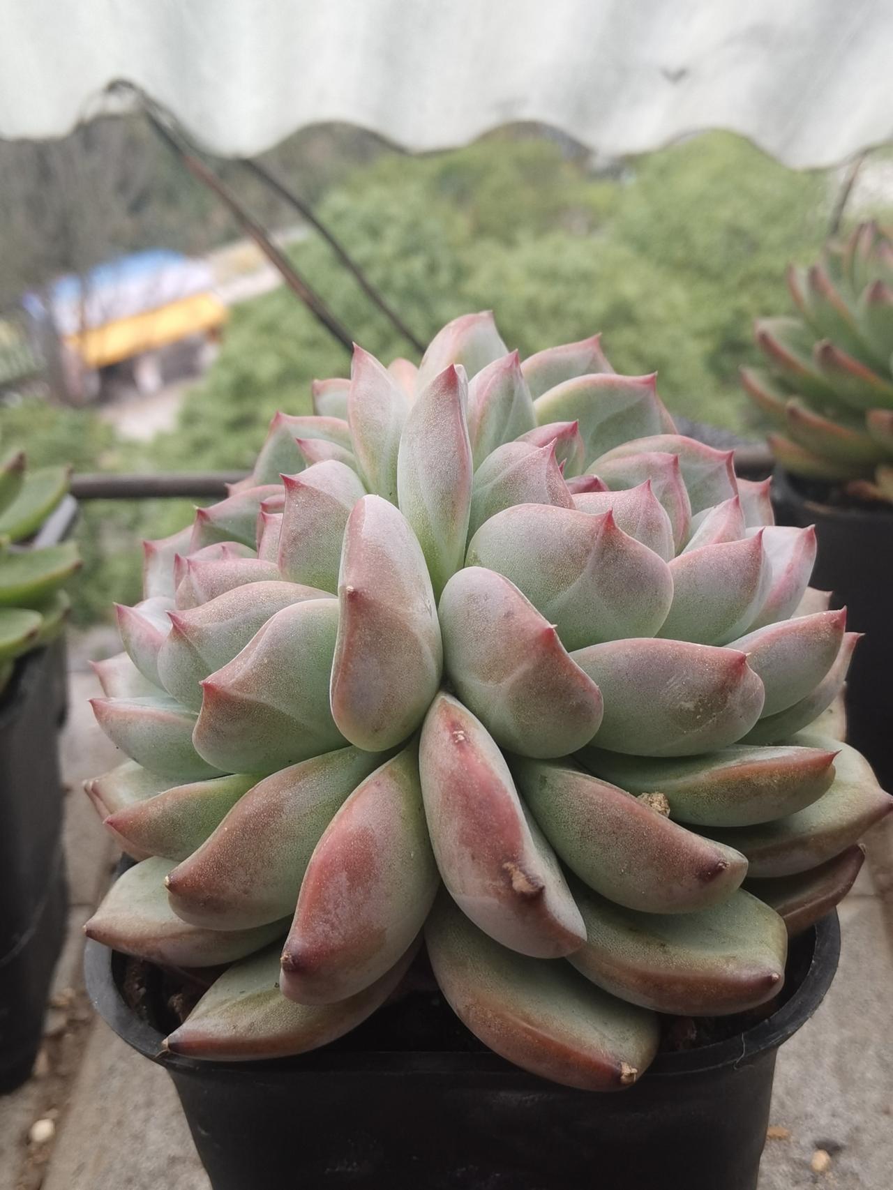 我的余生在股市，我的所有余钱在股市，这个美丽的地方，是人间仙境，比仙境更美。