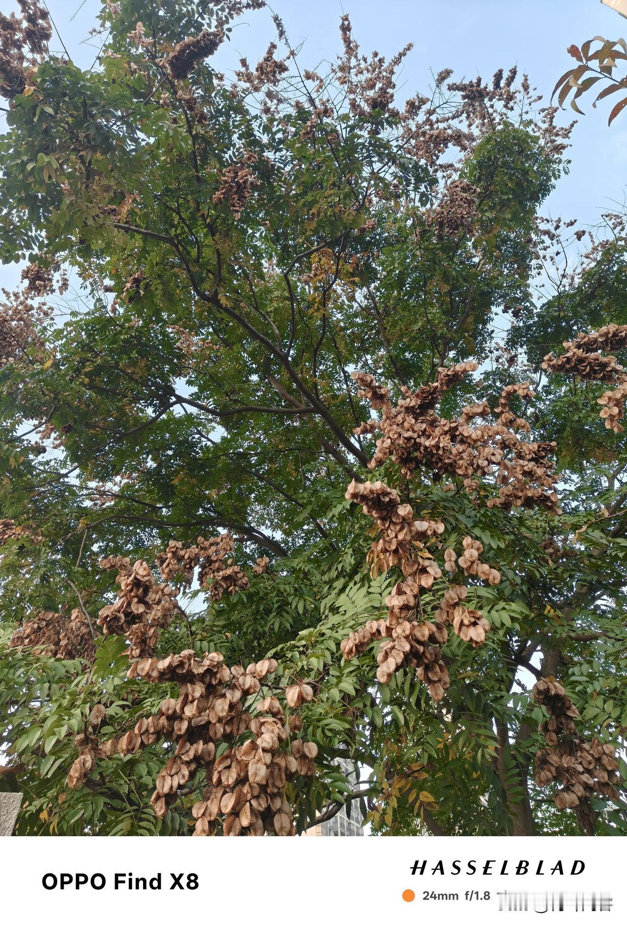 一树萧索秋去也
时令已是初冬，早晨起床已有些许寒意。退休的我，每天热衷于当家庭妇