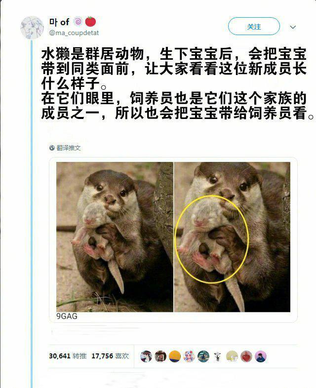 水獭:看，这是我的小宝宝