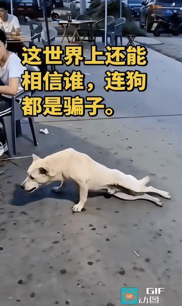 现实版～骗你是小狗！这世界还有什么可信的？
 
夜市摊上，一只狗子直接瘫倒在地，