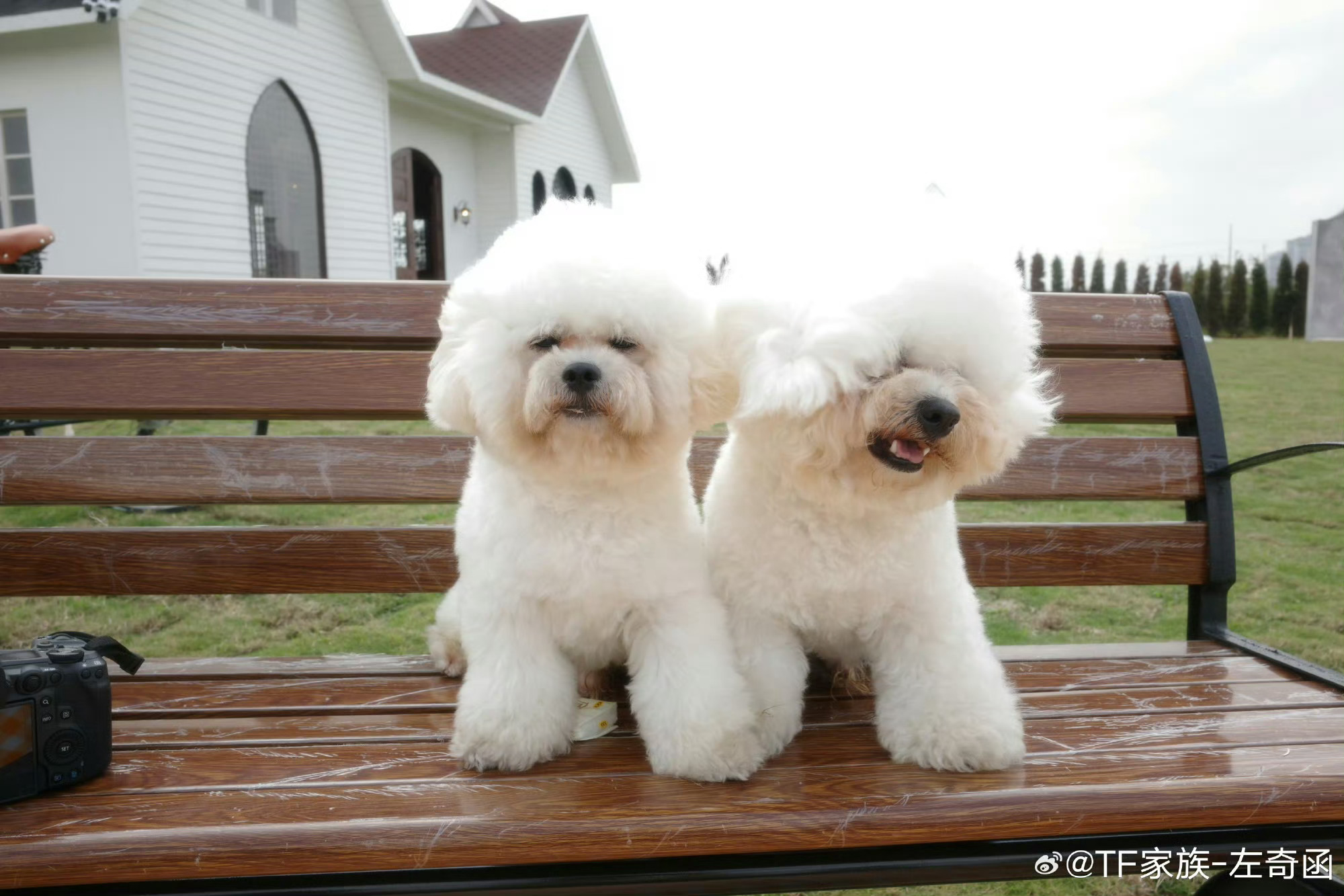 左奇函两只小狗一人两狗，岁月静好，左奇函的温柔都要溢出屏幕啦